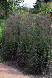 Holy Smoke Bluestem (Andropogon gerardii 'Holy Smoke') at Canadale Nurseries