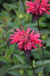 Upscale Red Velvet Beebalm (Monarda 'Red Velvet') at Canadale Nurseries