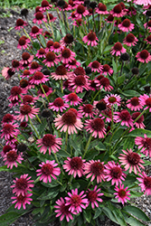 Delicious Candy Coneflower (Echinacea 'Delicious Candy') at Canadale Nurseries
