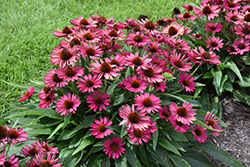 Kismet Raspberry Coneflower (Echinacea 'TNECHKR') at Canadale Nurseries