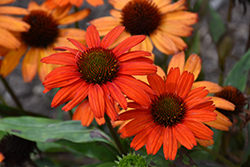 Kismet Intense Orange Coneflower (Echinacea 'TNECHKIO') at Canadale Nurseries