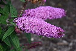Pugster Pinker Butterfly Bush (Buddleia 'SMNBDB') at Canadale Nurseries
