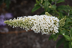 Pugster White Butterfly Bush (Buddleia 'SMNBDW') at Canadale Nurseries