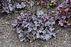 Dolce Frosted Berry Coral Bells (Heuchera 'Frosted Berry') at Canadale Nurseries