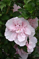 Pink Chiffon Rose of Sharon (Hibiscus syriacus 'JWNWOOD4') at Canadale Nurseries