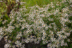 White Wood Aster (Eurybia divaricata) at Canadale Nurseries