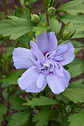 Blue Chiffon Rose of Sharon (Hibiscus syriacus 'Notwoodthree') at Canadale Nurseries