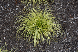 EverColor Eversheen Japanese Sedge (Carex oshimensis 'Eversheen') at Canadale Nurseries