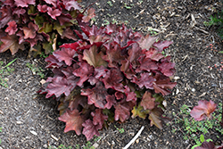 Carnival Burgundy Blast Coral Bells (Heuchera 'Burgundy Blast') at Canadale Nurseries