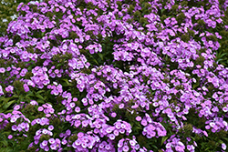 Fashionably Early Flamingo Garden Phlox (Phlox 'Fashionably Early Flamingo') at Canadale Nurseries