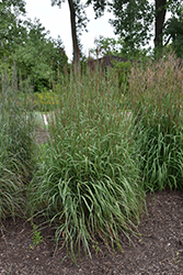 Dancing Wind Bluestem (Andropogon gerardii 'Dancing Wind') at Canadale Nurseries