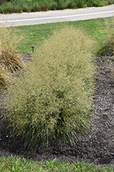 Golden Dew Tufted Hair Grass (Deschampsia cespitosa 'Goldtau') at Canadale Nurseries