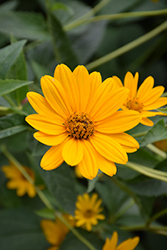 False Sunflower (Heliopsis helianthoides) at Canadale Nurseries