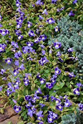 Catalina Midnight Blue Torenia (Torenia 'Dancat911') at Canadale Nurseries
