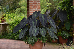 Mythic Black Velvet Jewel Alocasia (Alocasia reginula 'Black Velvet') at Canadale Nurseries
