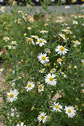 Daisy Mae Japanese Aster (Kalimeris integrifolia 'Daisy Mae') at Canadale Nurseries