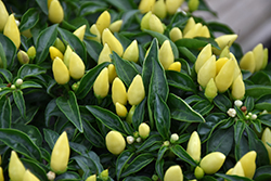 Sedona Sun Ornamental Pepper (Capsicum annuum 'Sedona Sun') at Canadale Nurseries