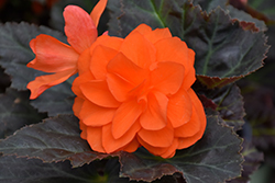 I'Conia Portofino Hot Orange Begonia (Begonia 'I'Conia Portofino Hot Orange') at Canadale Nurseries
