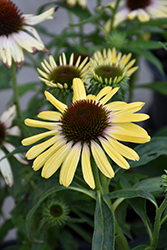 Butterfly Yellow Rainbow Marcella Coneflower (Echinacea 'Ech391') at Canadale Nurseries