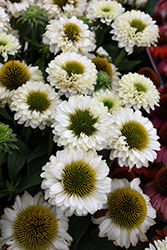 SunSeekers White Perfection Coneflower (Echinacea 'IFECSSWP') at Canadale Nurseries