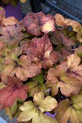 Pumpkin Spice Foamy Bells (Heucherella 'Pumpkin Spice') at Canadale Nurseries