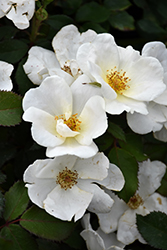 White Knock Out Rose (Rosa 'Radwhite') at Canadale Nurseries