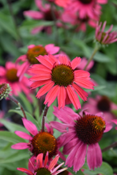 Glowing Dream Coneflower (Echinacea 'Glowing Dream') at Canadale Nurseries