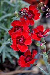 Fire Star Pinks (Dianthus 'Devon Xera') at Canadale Nurseries