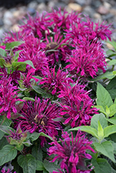 Balmy Purple Beebalm (Monarda didyma 'Balbalmurp') at Canadale Nurseries