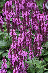 Rose Marvel Meadow Sage (Salvia nemorosa 'Rose Marvel') at Canadale Nurseries