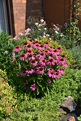 PowWow Wild Berry Coneflower (Echinacea purpurea 'PowWow Wild Berry') at Canadale Nurseries