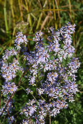 Smooth Aster (Symphyotrichum laeve) at Canadale Nurseries