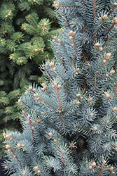 Blue Totem Spruce (Picea pungens 'Blue Totem') at Canadale Nurseries