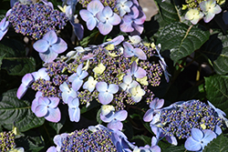 Pop Star Hydrangea (Hydrangea macrophylla 'BAILMACSIX') at Canadale Nurseries