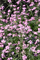 Rosylva Forget-Me-Not (Myosotis sylvatica 'Rosylva') at Canadale Nurseries