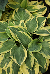 Bedazzled Hosta (Hosta 'Bedazzled') at Canadale Nurseries