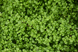 Corsican Mint (Mentha requienii) at Canadale Nurseries