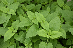 Catnip (Nepeta cataria) at Canadale Nurseries