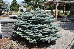 Globe Blue Spruce (Picea pungens 'Globosa') at Canadale Nurseries