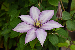 Samaritan Jo Clematis (Clematis 'Evipo075') at Canadale Nurseries