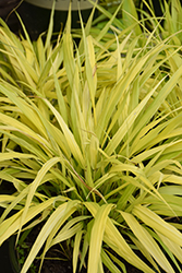 All Gold Hakone Grass (Hakonechloa macra 'All Gold') at Canadale Nurseries