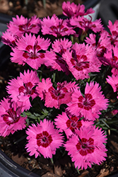 Paint The Town Fancy Pinks (Dianthus 'Paint The Town Fancy') at Canadale Nurseries