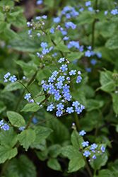 Alexander's Great Bugloss (Brunnera macrophylla 'Alexander's Great') at Canadale Nurseries