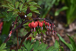 Valentine Bleeding Heart (Dicentra spectabilis 'Hordival') at Canadale Nurseries