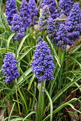 Blue Spike Grape Hyacinth (Muscari armeniacum 'Blue Spike') at Canadale Nurseries