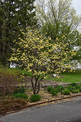 Butterflies Magnolia (Magnolia 'Butterflies') at Canadale Nurseries