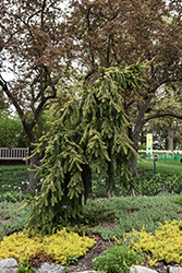 Gold Drift Norway Spruce (Picea abies 'Gold Drift') at Canadale Nurseries