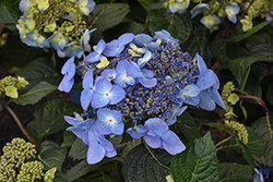 Pop Star Hydrangea (Hydrangea macrophylla 'BAILMACSIX') at Canadale Nurseries