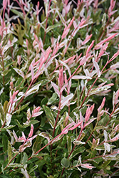 Tricolor Willow (Salix integra 'Hakuro Nishiki') at Canadale Nurseries