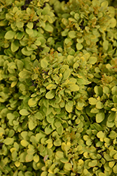 Golden Nugget Japanese Barberry (Berberis thunbergii 'Golden Nugget') at Canadale Nurseries